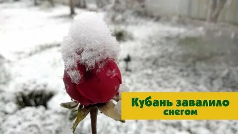 Кубань март