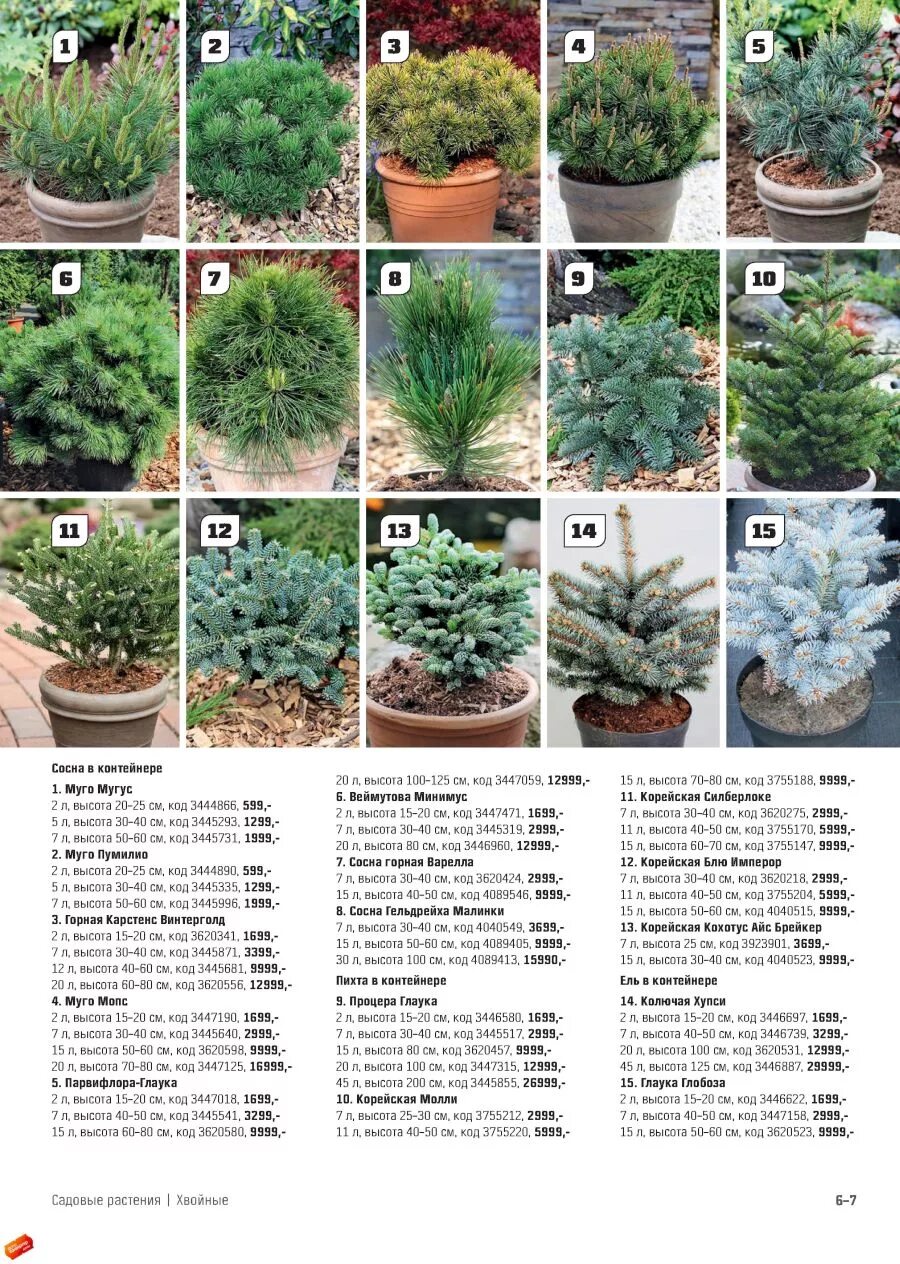 Оби каталог растений для сада. Оби товары для дачи. Петуния рассада в оби. Садовый каталог. Оби садовый рай федяково.