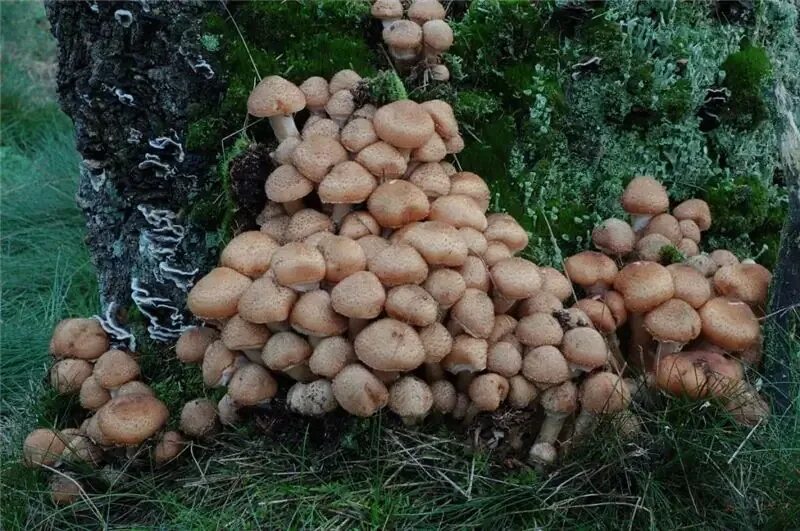 Какие грибы в башкирии в августе. Собирать грибы опята. опята собранные. грибы которые растут вместе. опята когда собирать.
