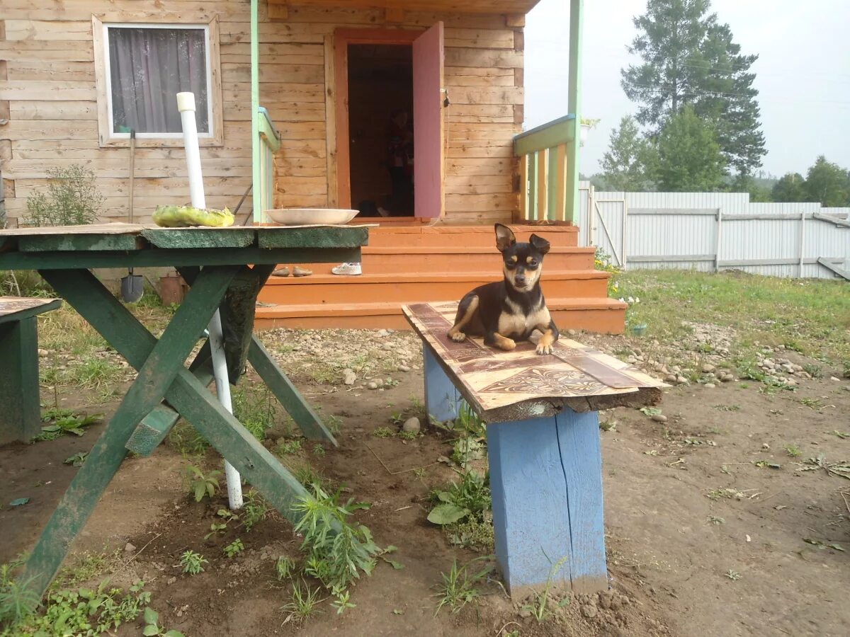 Дача моя дача собака. Собака на дачном участке. собака на даче летом. дача дача дача собака. на даче собака за столом.
