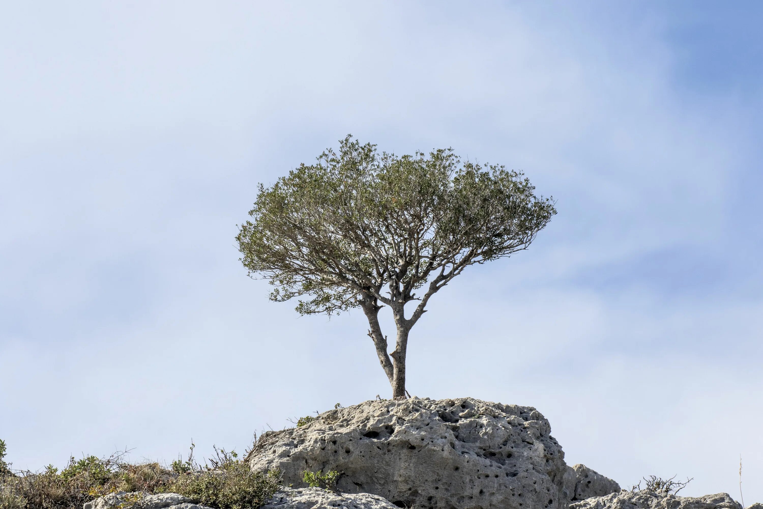 Wild tree