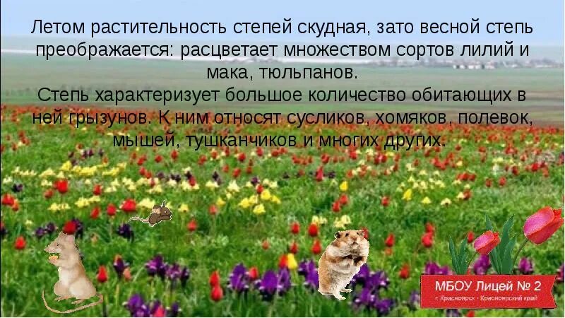 Природные зоны степи почва. Тюльпан где обитает природная зона. Растительность и животный мир степи в Южной Америке таблица. Где обитает тюльпан в какой природной зоне. Текст о степи весной.