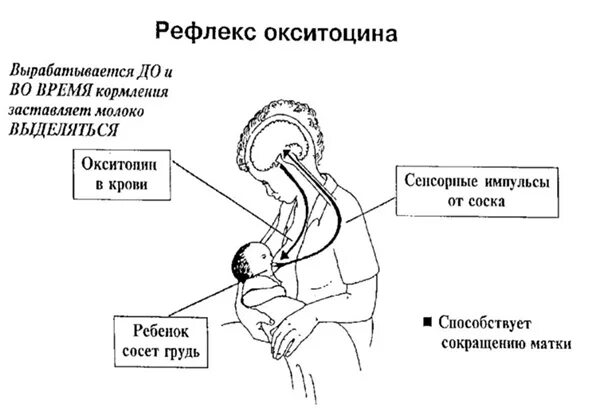Выработка окситоцина. Окситоцин при родах. Рефлекс пролактина и окситоцина. Окситоцин схема. Окситоцин влияние.