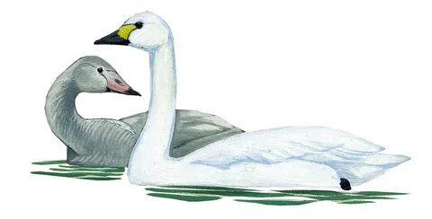 Малый лебедь красная книга
