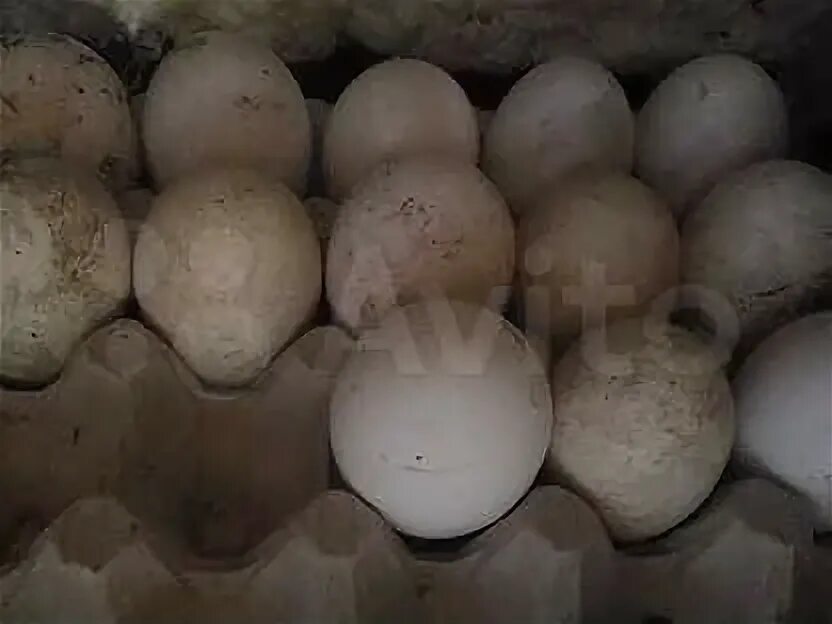 Яйцо гусиное инкубационное. Инкубационное яйцо холмогорских гусей. Яйца гусиные инкубационные Холмогорские. Инкубационные яйца Кусы Холмогор. Мускусная утка яйцо инкубационное купить