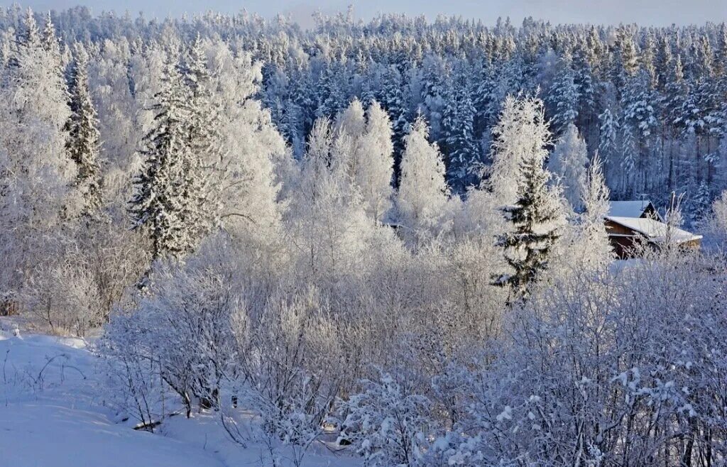 Теплые зимы в сибири. Сибирь зимой фото. Кустарники деревья Сибири зимой. Кустарники Сибири зимой. Беленые дома в Сибири зимой.