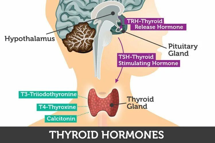 Thyroid Gland Hormones. Гипофиз и щитовидная железа. Ось гипоталамус-гипофиз-щитовидная железа. Гипоталамус и щитовидная железа. Тиреотропный гормон гипофиза