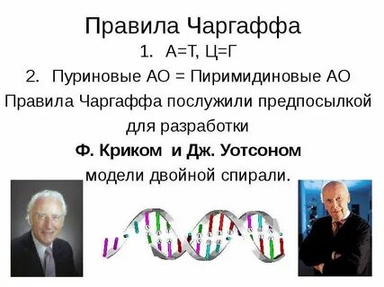 Правило чаргаффа нуклеотиды