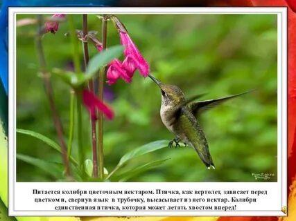 Нектаром инструкция