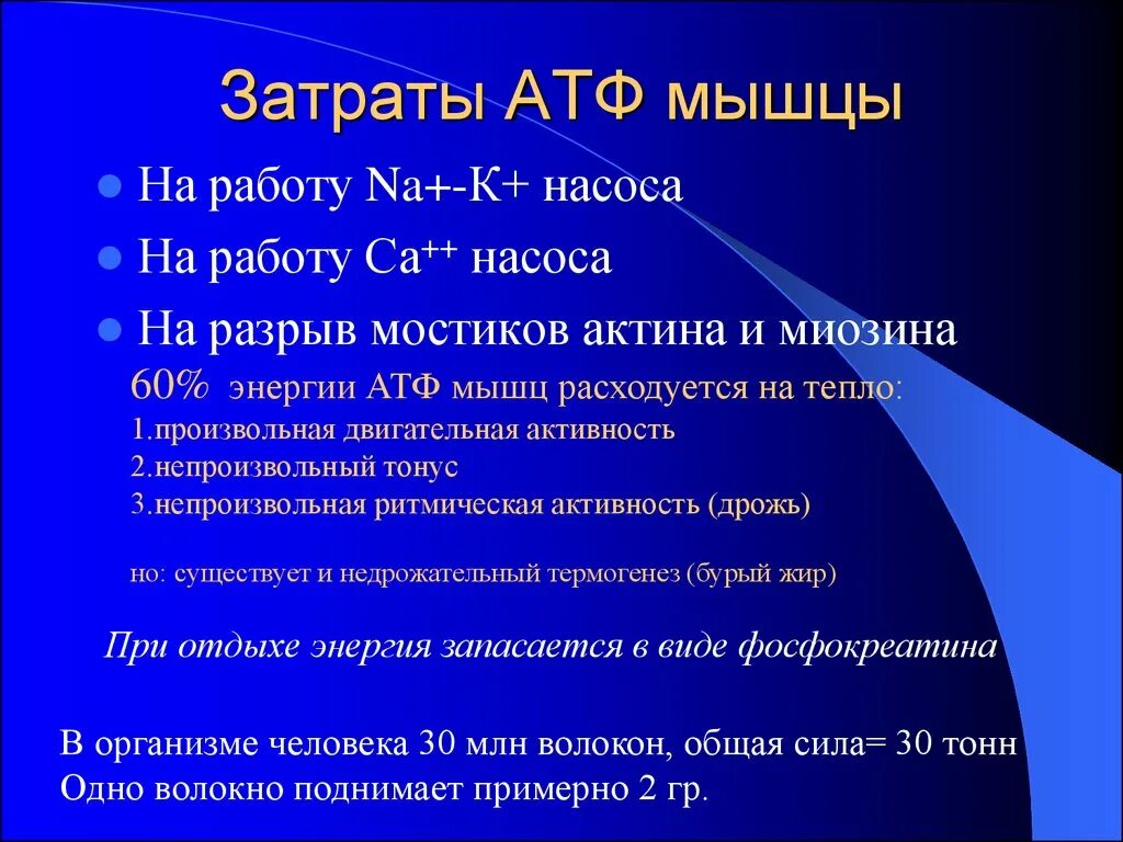 Затрат энергии атф. АТФ В мышцах. Работа мышц АТФ. АТФ В мышечном сокращении. АТФ В процессе сокращения мышц.