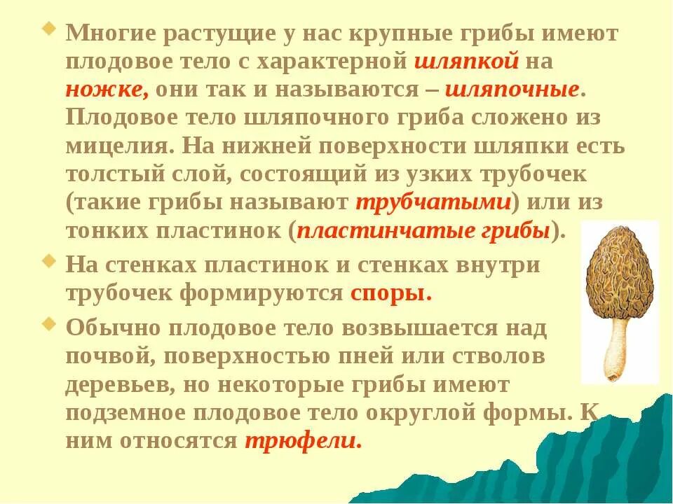 Функция мицелия гриба. Плодовое тело шляпочного гриба. шляпочные грибы имеют плодовое тело и. функции плодового тела гриба. роль плодового тела гриба.