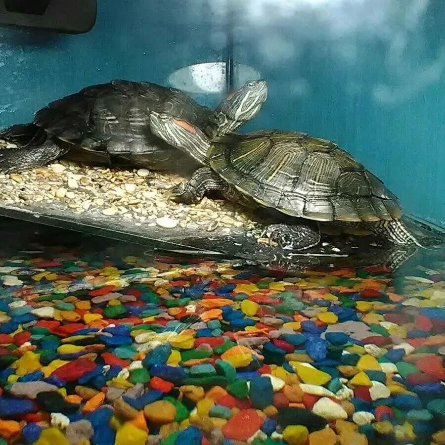 Морские черепахи дома. Красноухая водоплавающая черепаха. Черепаха водная красноухая. Красноухая Болотная черепаха. Красноухая водяная черепаха.