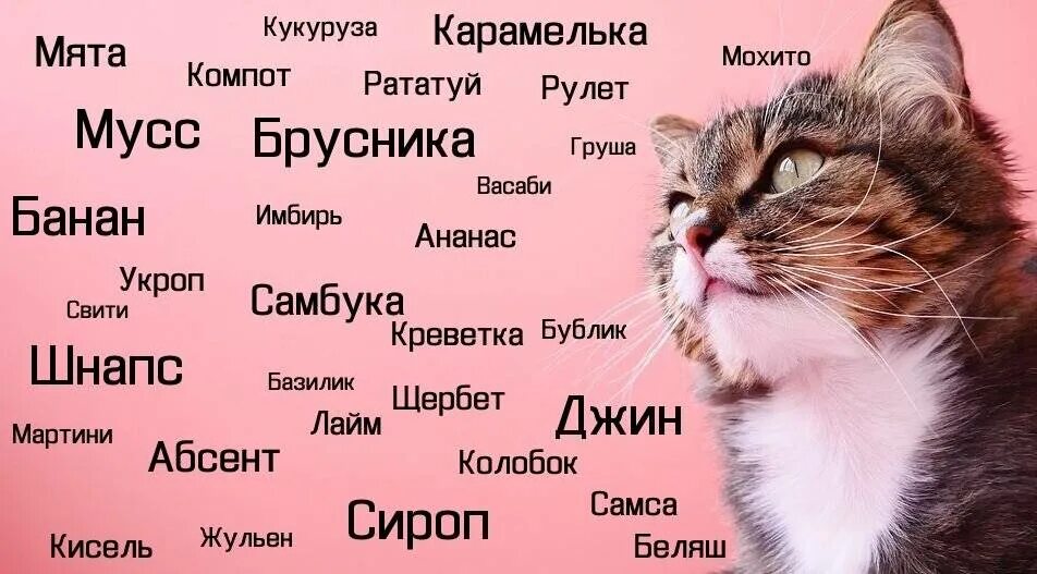 Какое имя дать кошке девочке