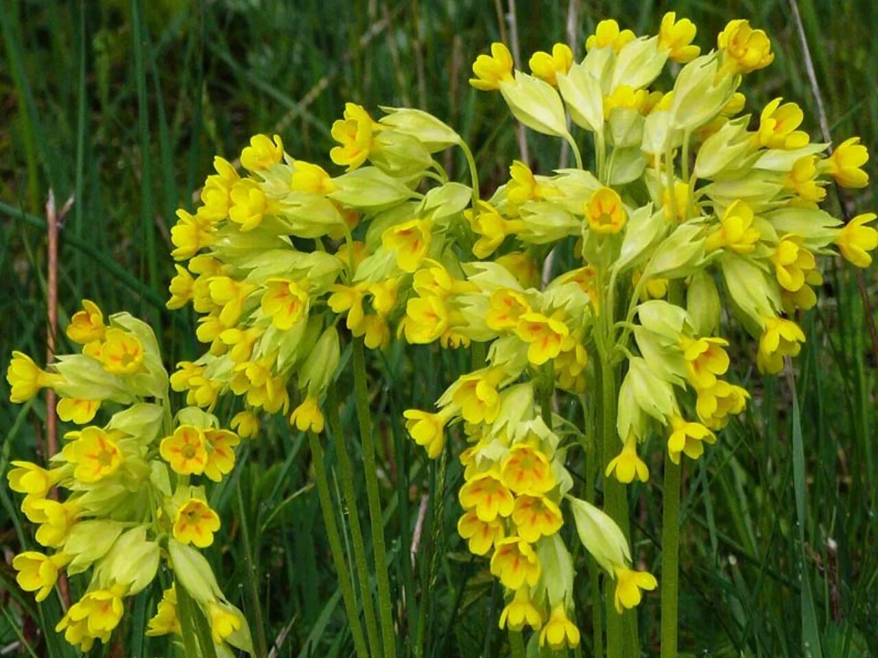 Первоцвет весенний. Первоцвет весенний (Primula veris). Первоцвет весенний примула баранчики. Первоцвет весенний (Primula veris l.). Желтые цветы первоцветы