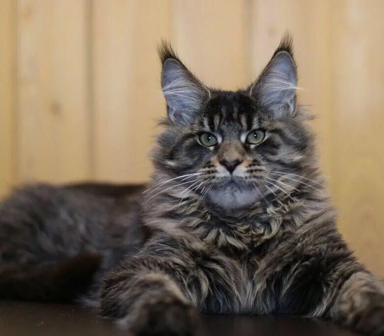 N 22 – черный мраморный табби мейн кун. Черный мраморный табби мейн кун. Мейн кун черный мрамор. Main cun. Мейн кун n22.