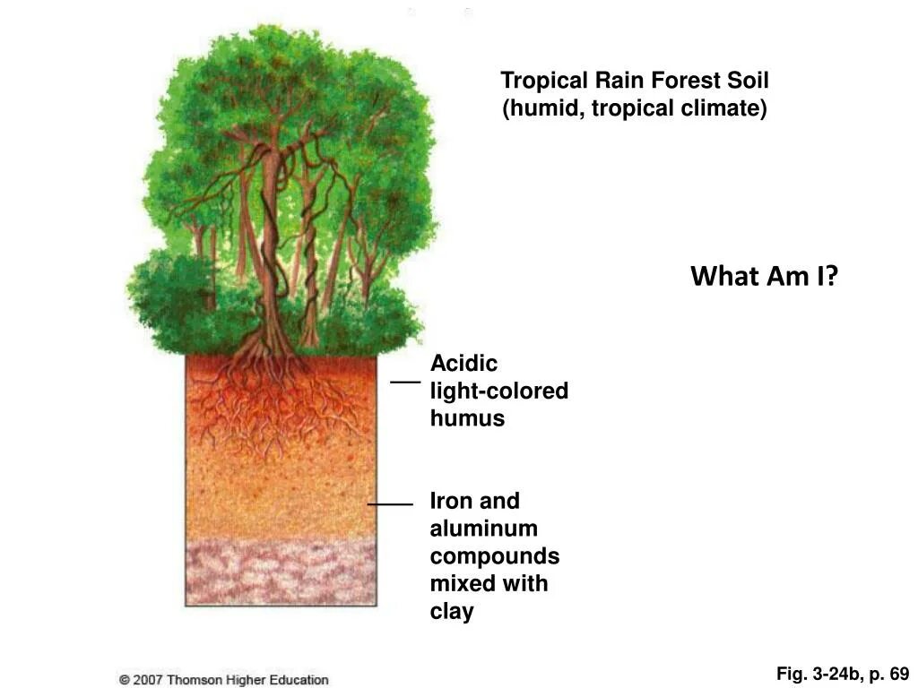 Влажные экваториальные леса почва. Почвы влажных тропических лесов. Почвы влажных экваториальных лесов. Почва тропического леса.
