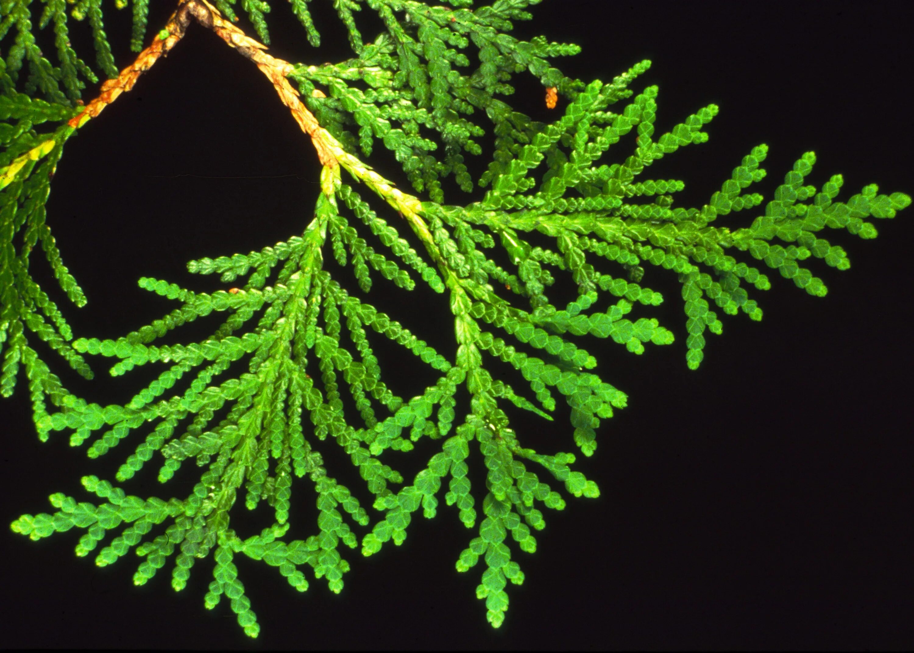 туя фото ветки. ветки туя синдерелла. туя западная хвоинки. туя западная веточка. ).