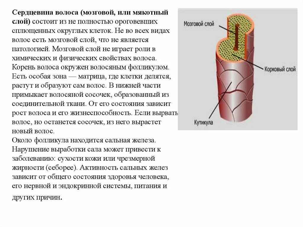 Почему снова растет. Мозговой слой волоса. Сердцевинный слой волоса. Сердцевина волоса. Структура волос и их виды.