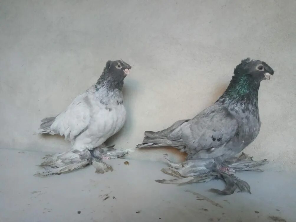 Узбекские голуби Гульсары. Голуби сталистый. Красногрудые голуби узбеки. Узбекские голуби каштаны.