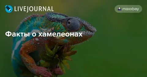 Дневник хамелеона