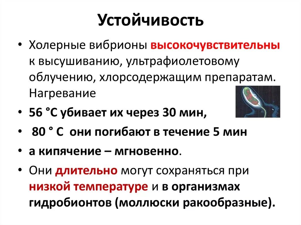 Факторы холеры. Холерный вибрион устойчивость во внешней среде. Холерный вибрион устойчив к:. Резистентность холерного вибриона. Холера устойчивость во внешней среде.