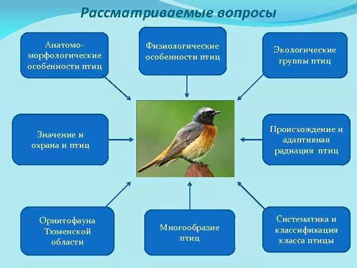 Количество видов класса птиц. Многообразие птиц. Охрана птиц в природе. Изучаем птиц. Орнитология презентация.