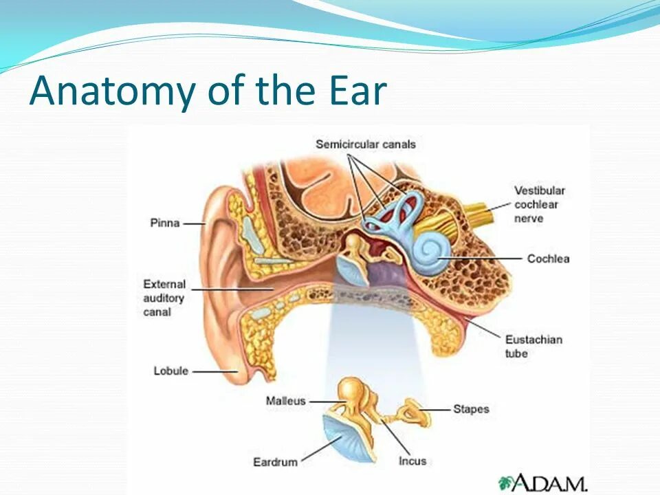 Слух 6 букв. Слух животных. Vestibular-Cochlear nerve.