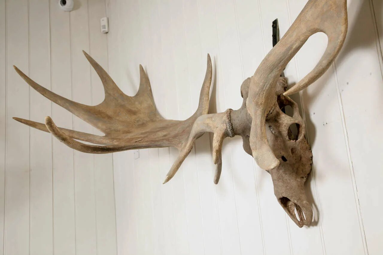 Рога регистрация. Большерогий олень череп. Череп большерогого оленя. Скелет большерогого оленя. Megaloceros giganteus.