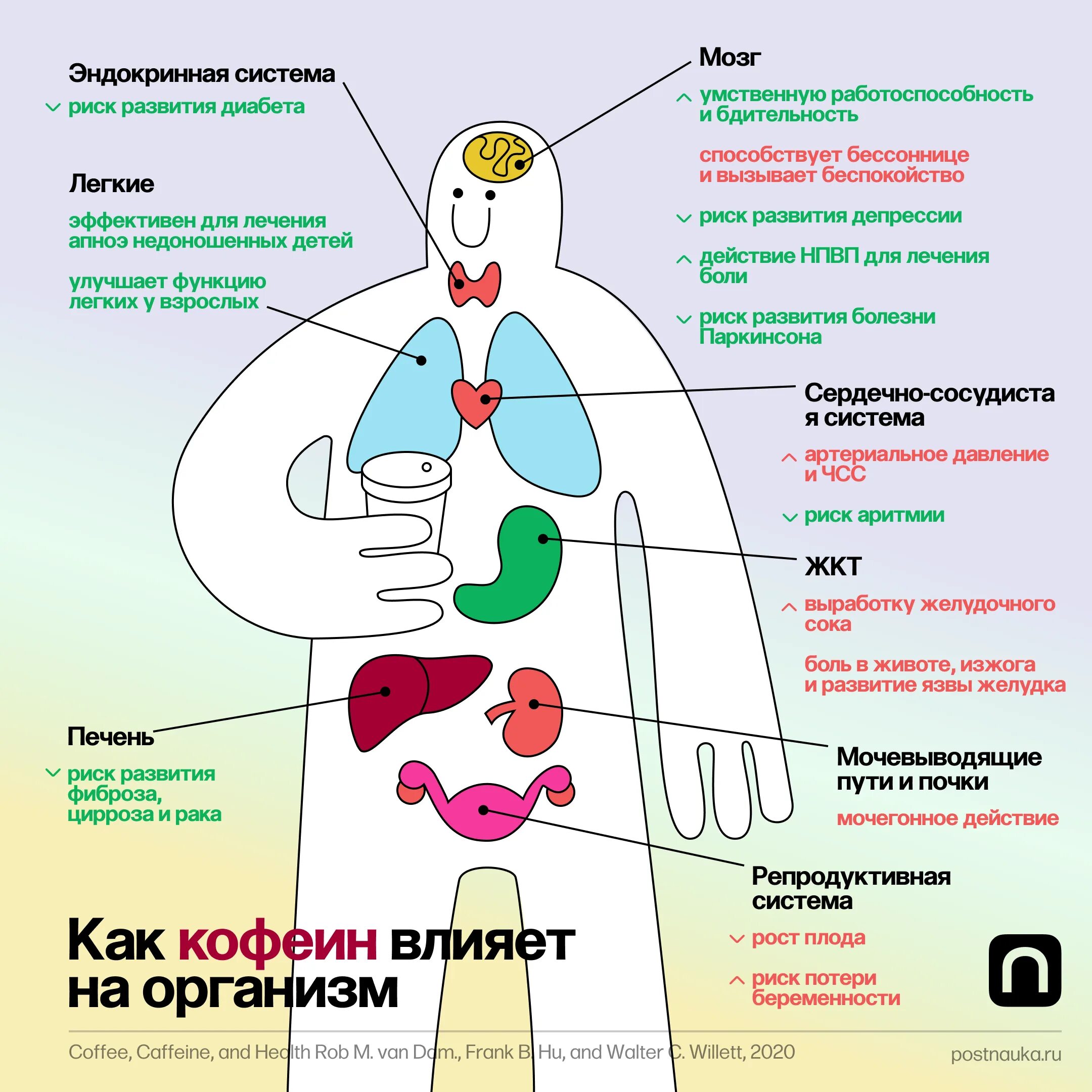 Влияние кофе на организм человека. Влияние кофеина на организм человека. Действие кофе на организм. Как кофе влияет на организм.