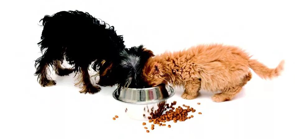 Корма для кошек и собак. Собака ест сухой корм. Корм на белом фоне. Кошка и собака едят корм. Можно собакам давать корм для кошек