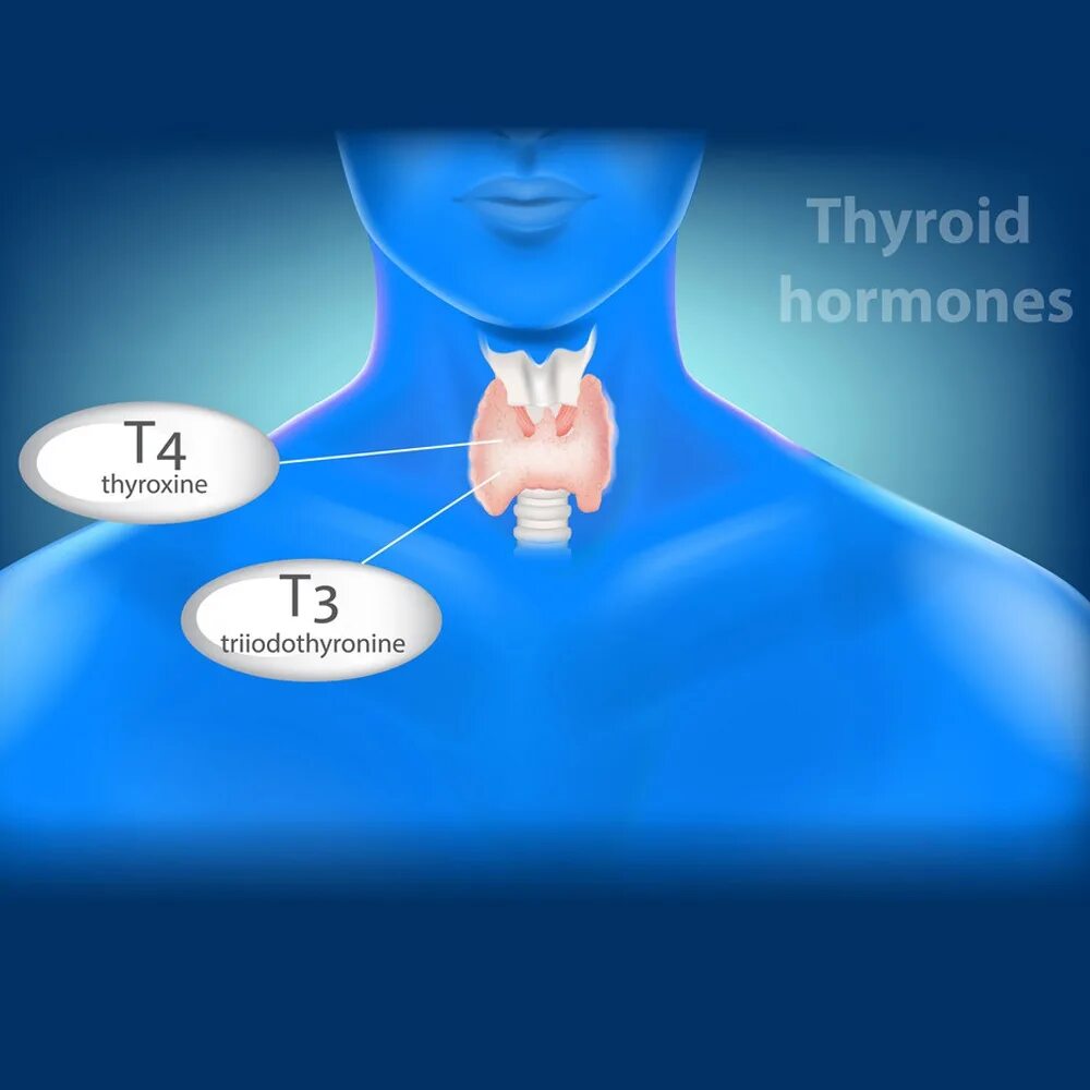 Thyroid Hormones. Щитовидная железа анатомия. T3 гормон щитовидной.