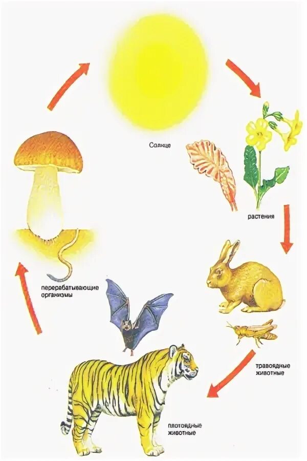 Пищевые Цепочки 5 класс биология. Цепь питания начиная с солнца. Пищевая цепь в природе 5 класс биология. Цепь питания животных и растений.