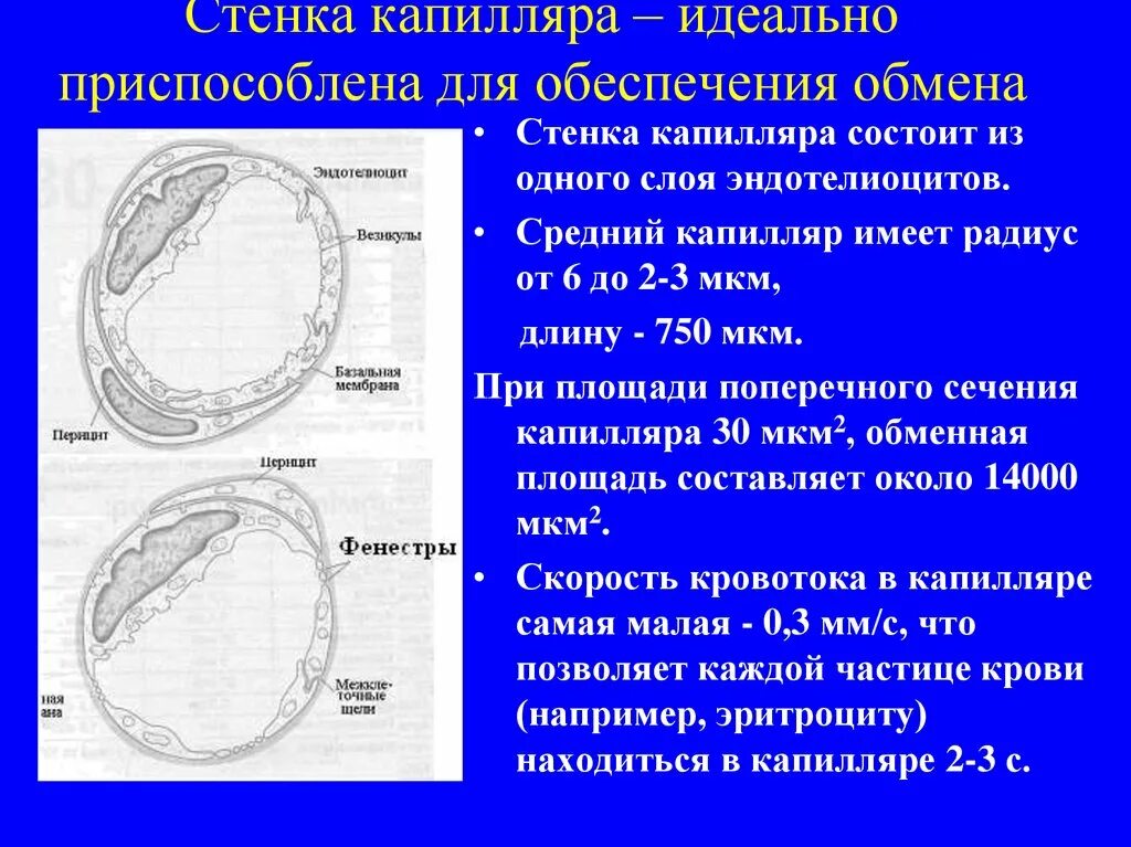 Какие функции капилляров. Стенка капилляра. стенка капилляра состоит. перициты капилляров. эндотелиоцит функции.