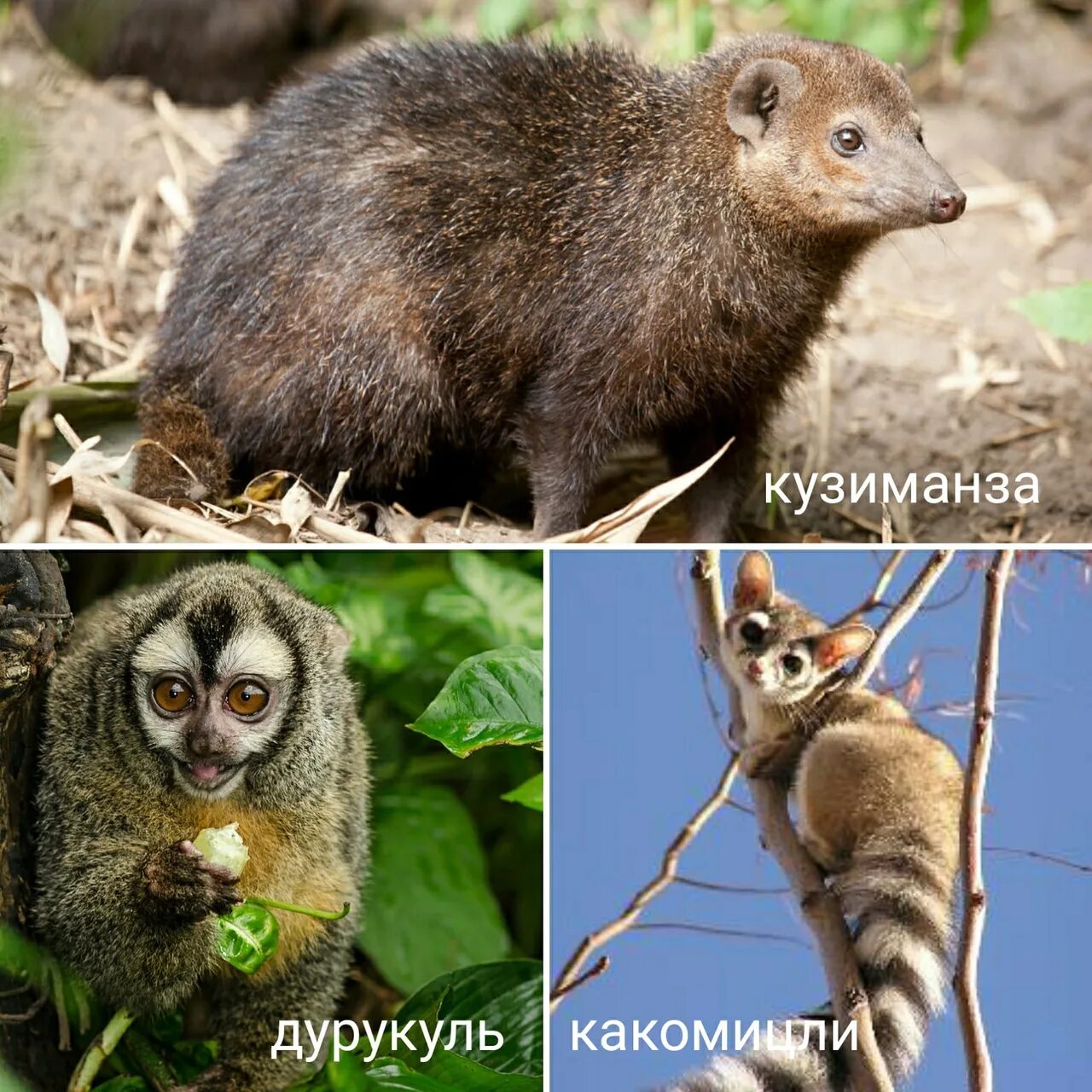 Обезьяна дурукуль 8 букв. Воронежский зоопарк обезьяна. Кузиманза. Кузиманза детеныш. Обезьяны кузиманза.