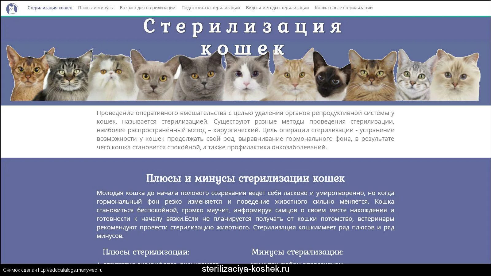 Жизнь стерилизованной кошки. Стерилизация кошки плюсы и минусы.