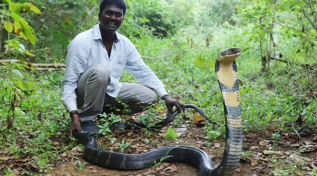 Как изучить змею. Королевская Кобра профессия Змеелов. Муссурана змея. Индус Заклинатель змей. Заклинатели змей в Индии.