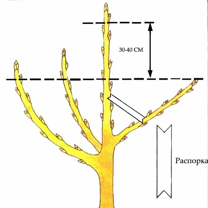 Ярусная обрезка яблонь. Обрезка яблонь весной схема. Как сформировать яблоню. Формировка саженцев яблони. Схема обрезки яблони весной.