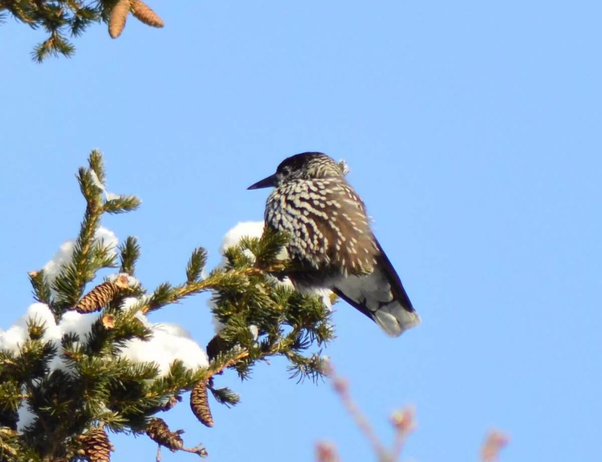 Сибирская кедровка. Кедровка птица. кедровка в сибири. гнездо кедровки. денежкин камень кедровка.