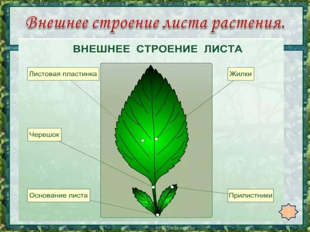 Яснотка белая жилкование листа. Строение и структура листа биология 6 класс. Лист ботаника строение. Жилкование листа шиповника.