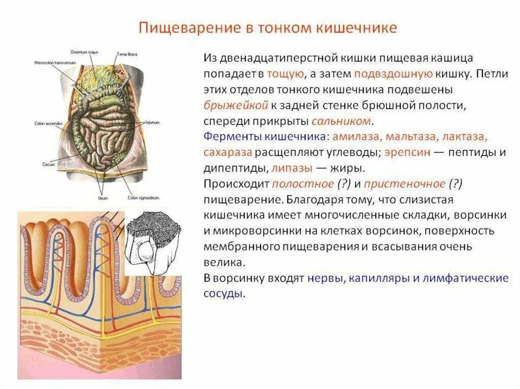 Пищеварение в кишечнике. Функции тонкого и Толстого кишечника. Пищеварение в тонком отделе кишечника кратко. Процессы пищеварения всасывания в тонкой кишке. Функции тонкой кишки в пищеварении.