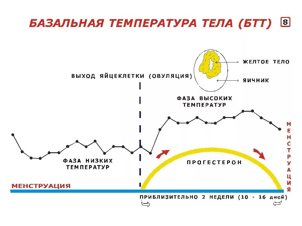 Измерение базальной температуры 2 фазы цикла. График менструального цикла и базальной температуры. Овуляторный график базальной температуры. График базальной температуры с овуляцией. Как определить базальную температуру