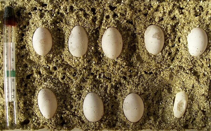 Сколько растет яйцо. Инкубация яиц эублефаров. Инкубация яиц эублефара. Инкубатор для эублефаров.
