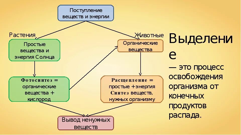 Распад растений. Выделение у растений схема. Выделение у растений и животных. Выделение у растений и животных 6 класс. Выделение у растений схема 6 класс.