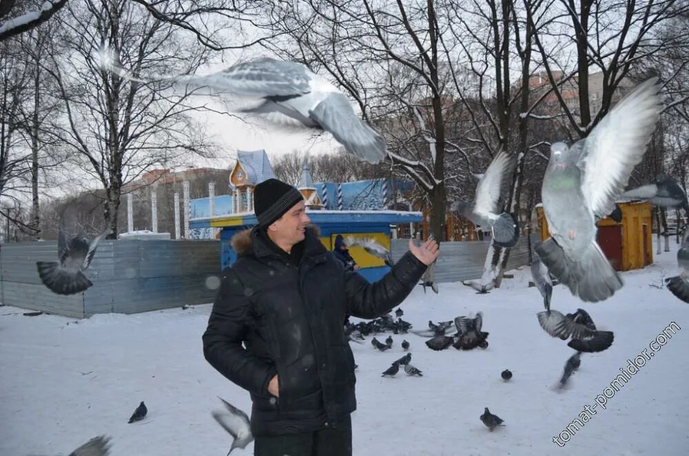 Голуби во Львове. Лев и голубь.