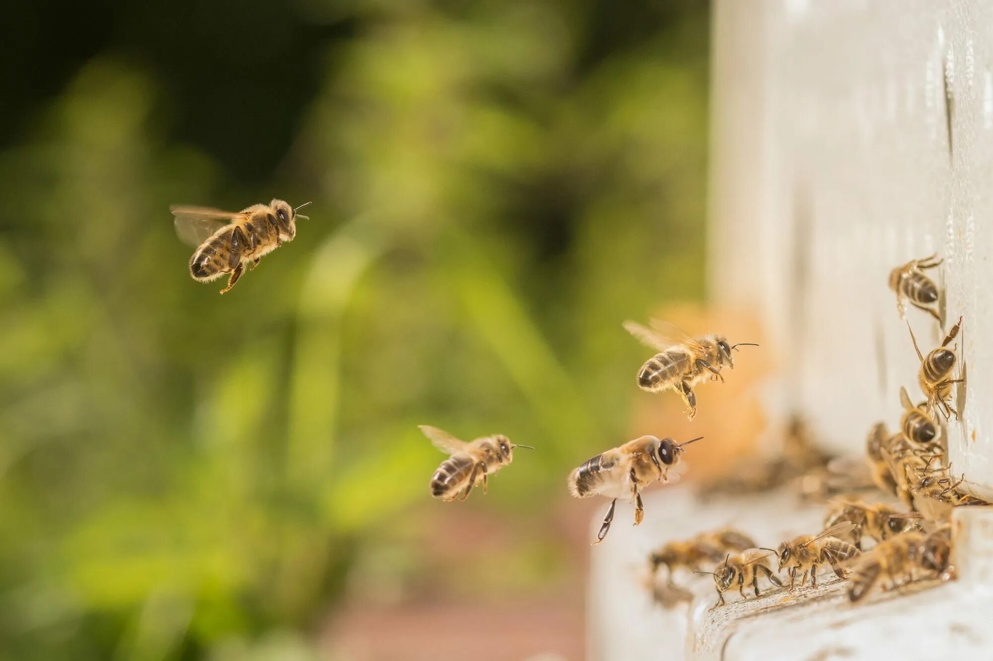 Bee fly. Летающий пчелиный Рой. Пчела улетает. Рой пчел летает. Рой пчел летит.