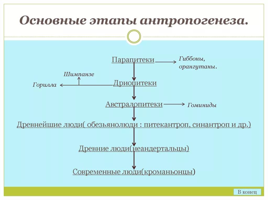 Основные этапы антропогенеза схема. Этапы антропогенеза дриопитеки. Этапы антропогенеза таблица 9 класс. Схема происхождение человека основные этапы антропогенеза. Этапы эволюции схема