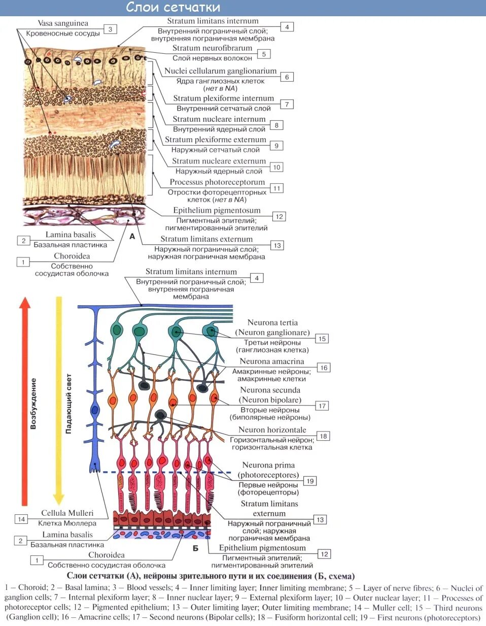 Анатомо гистологическое строение сетчатки. Послойное строение сетчатки. Схема нейронного строения сетчатки. Слои сетчатки гистология схема. Сетчатка ткань