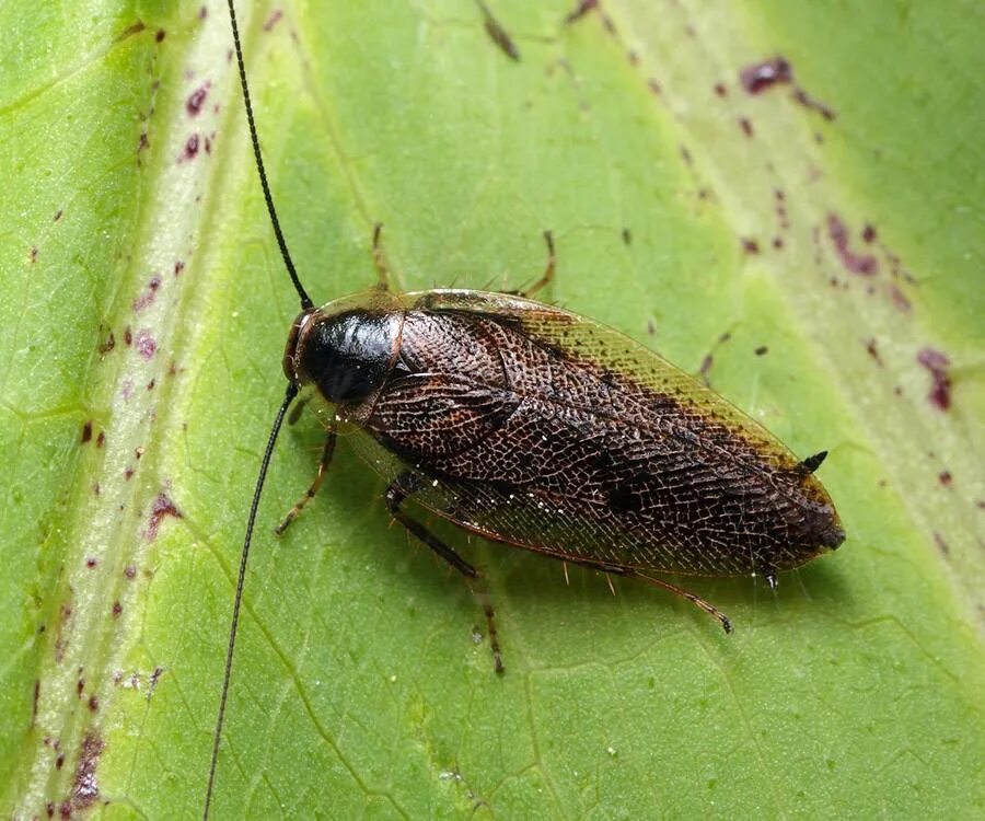 Ectobius duskei. Ectobius sylvestris лесной таракан. Ectobius sylvestris лесной таракан. Ectobius lapponicus. Ectobius duskei.