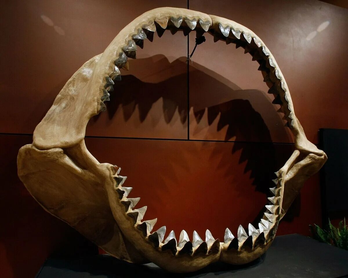 Самая большая пасть. Кархародон МЕГАЛОДОН. Ископаемая акула МЕГАЛОДОН. Акула МЕГАЛОДОН челюсть. Древние акулы МЕГАЛОДОН.