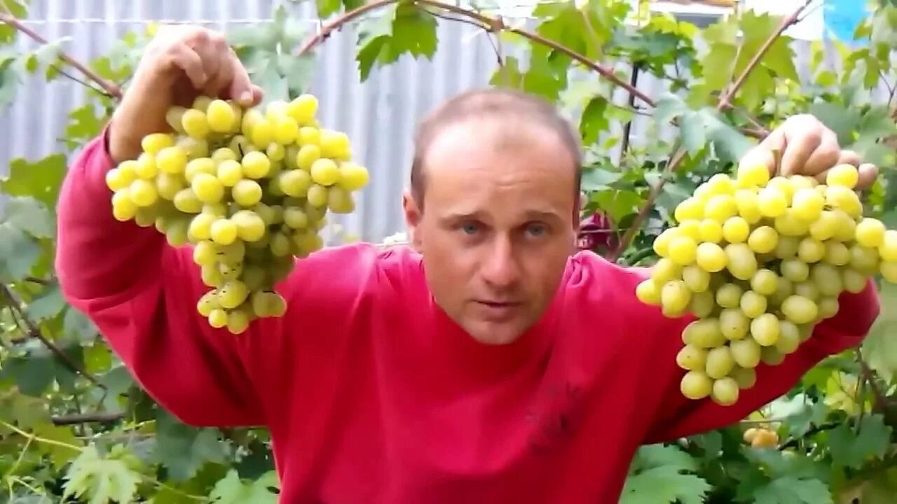 Виноград начал. Виноград культурный александр. виноград хусейн.